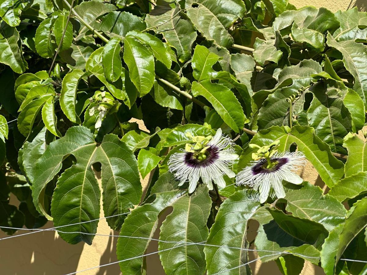 B&B Mi Ma Bo, Sal Rei, Boa Vista, Cape Verde, Free Wi-Fi Dış mekan fotoğraf