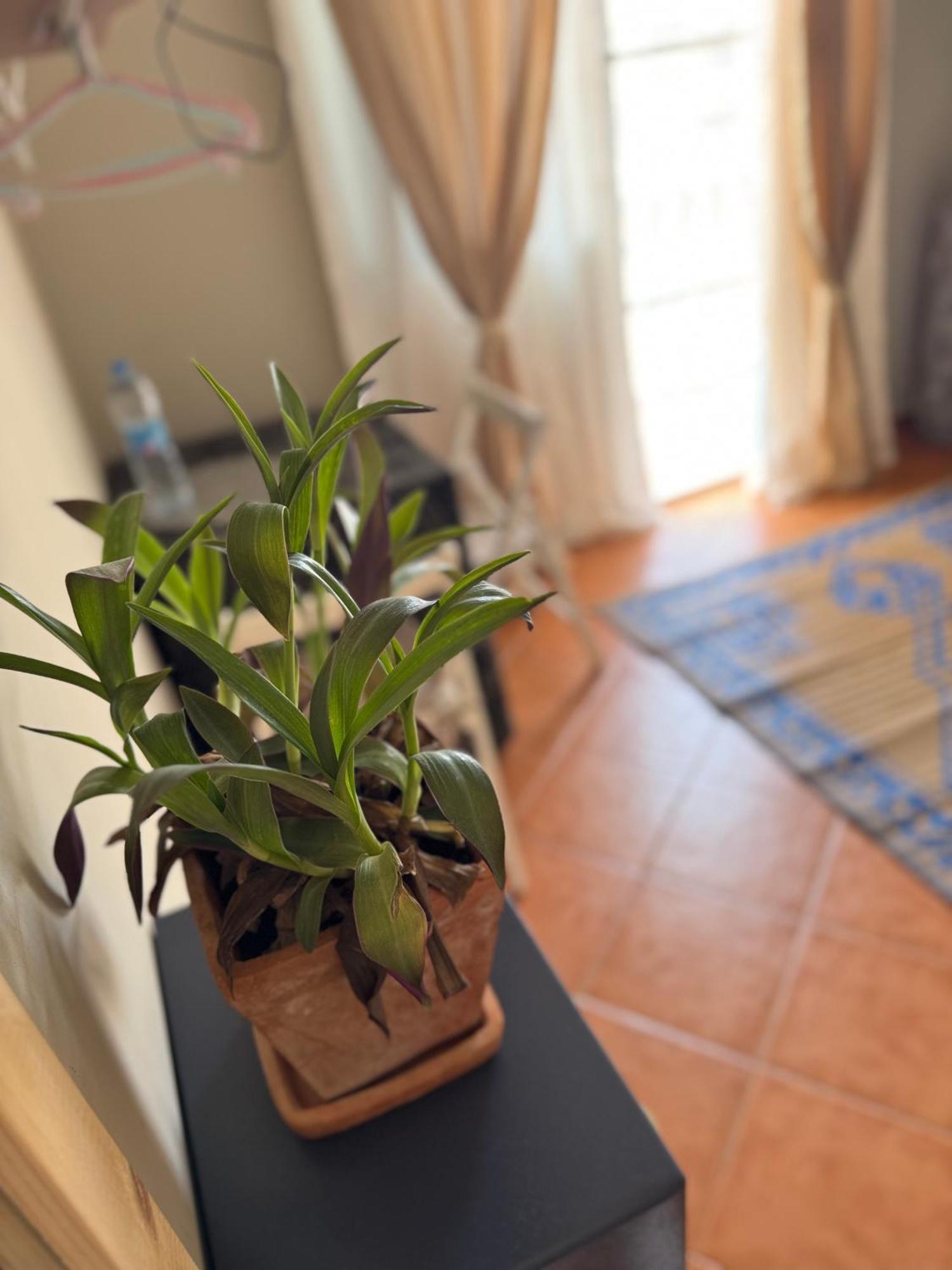 B&B Mi Ma Bo, Sal Rei, Boa Vista, Cape Verde, Free Wi-Fi Dış mekan fotoğraf